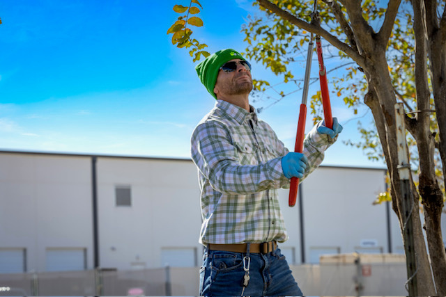 Tree care team member pruning branches with long-handled loppers