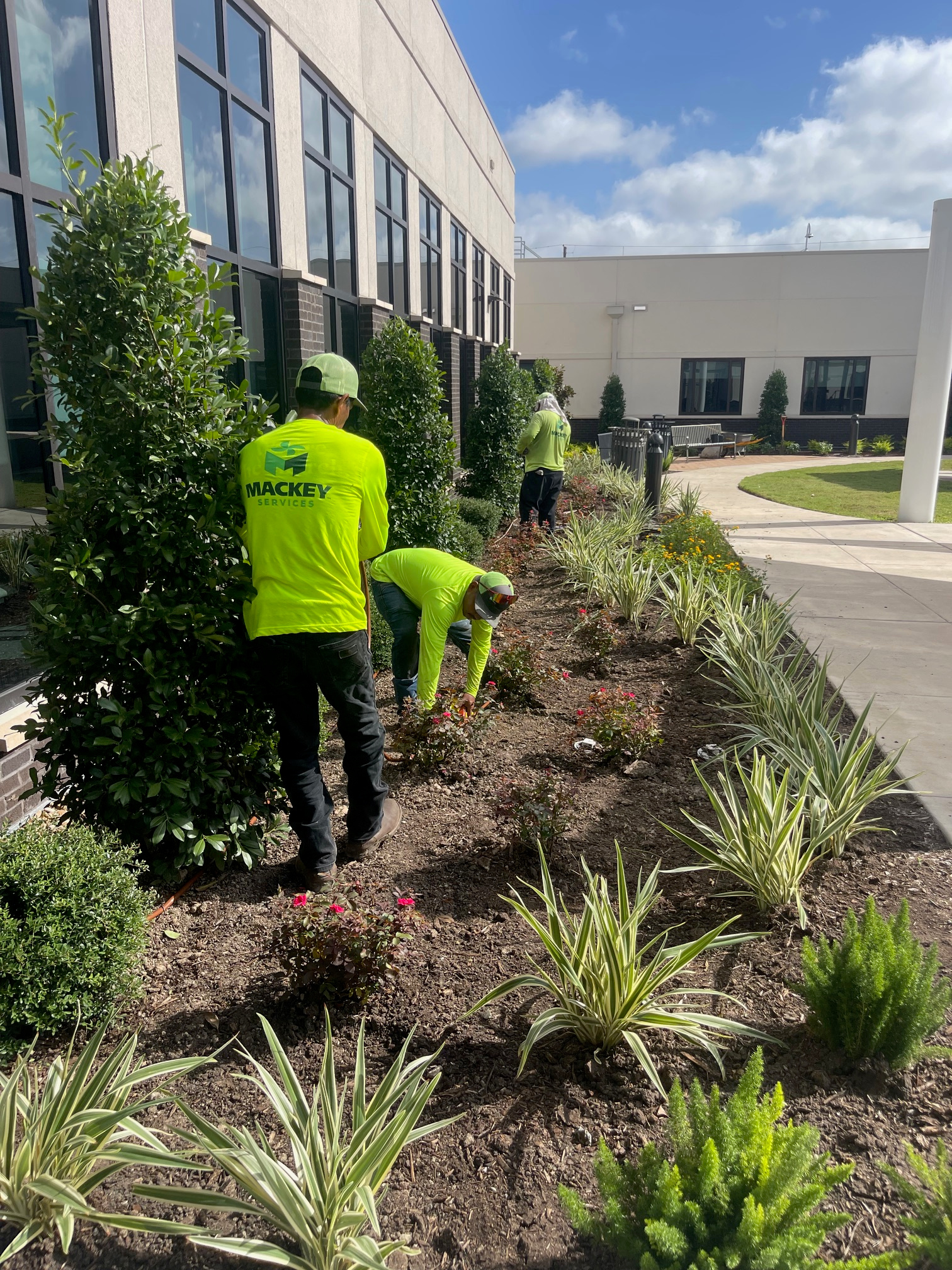 Mackey crew planting a landscaped bed beside a commercial building